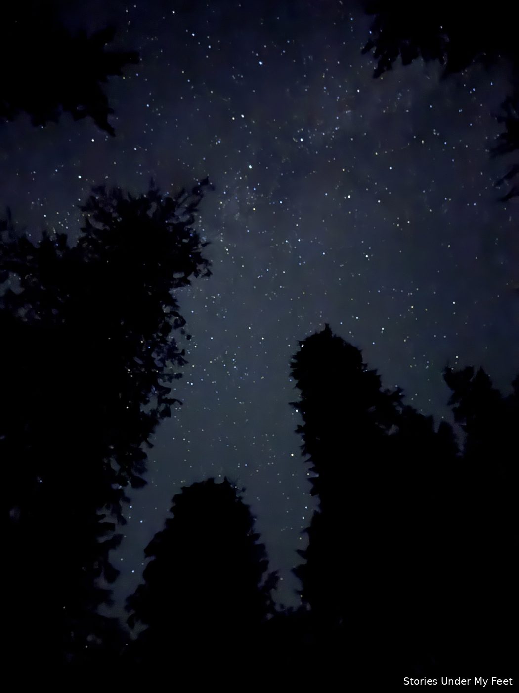 The night sky thick with stars over silhouetted trees