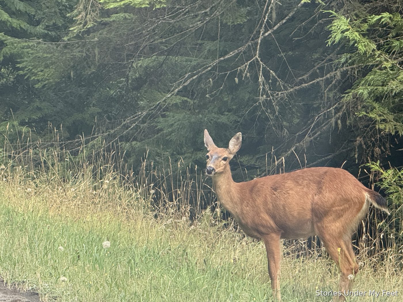 A young deer pausing in the meadow grass at the forest's edge
