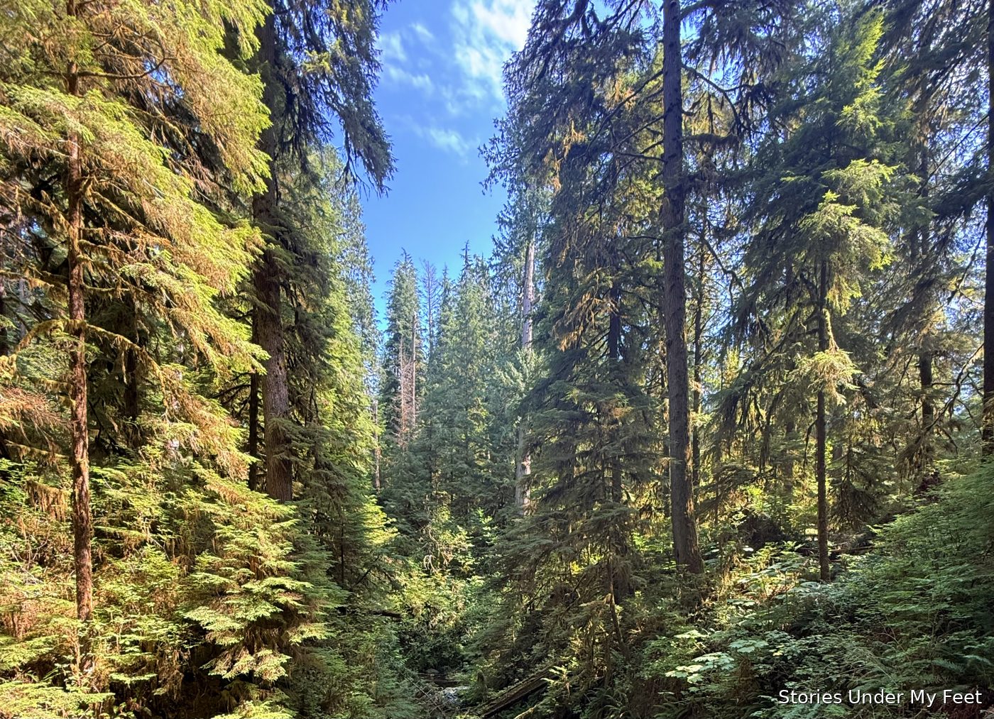 Olympic National Park