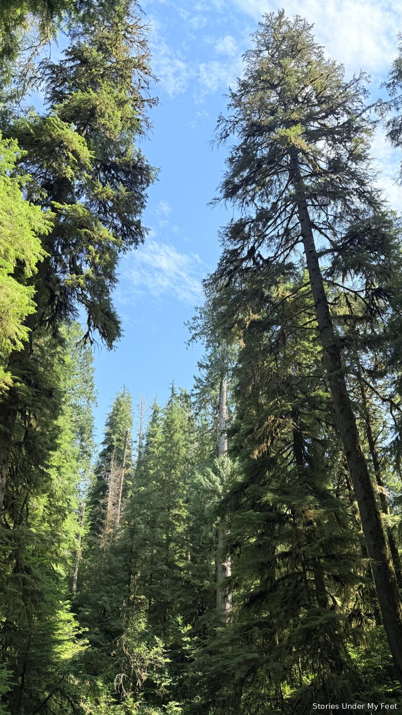 Olympic National Park