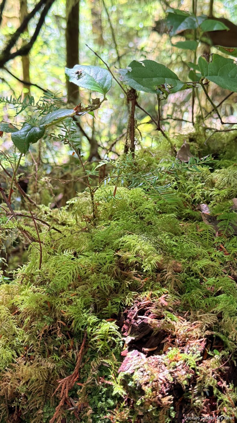 Olympic National Park