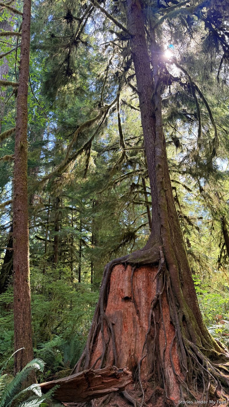 Olympic National Park