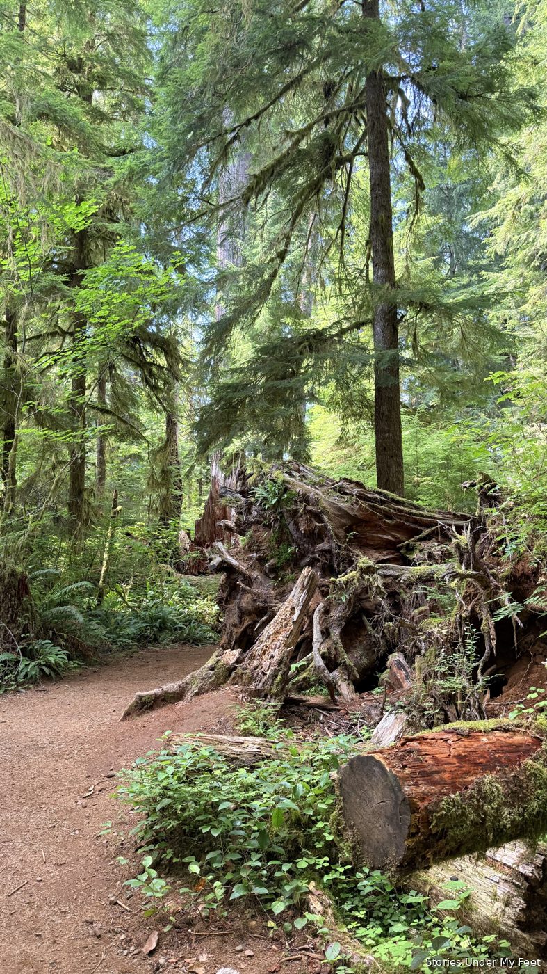 Olympic National Park